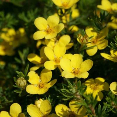 Лапчатка кустарниковая Кобольд, С3 - Dolinasad.by