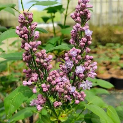 Сирень  Катерина Хавемейер, С3 - Dolinasad.by