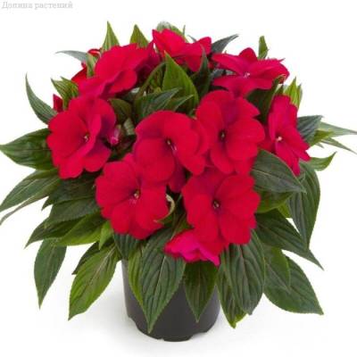 Бальзамин новогвинейский Парадайс Мартинкью - Dolinasad.by