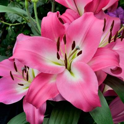 Лилия Брузаго Лилия Брузаго - Dolinasad.by