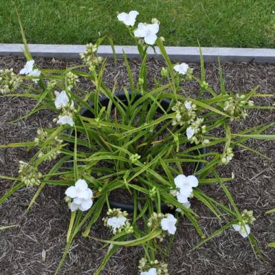 Традесканция андерсона Литл Вайт Долл - Dolinasad.by