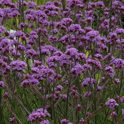 Вербена бонарская Лоллипоп - Dolinasad.by