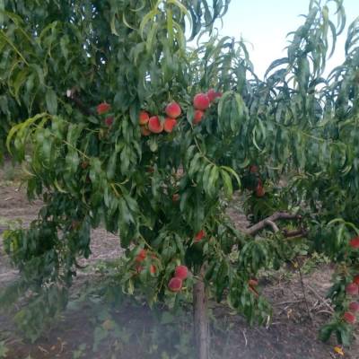 Персик Кардинал - Dolinasad.by