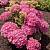 Гортензия крупнолистная Мэджикал Фарфалла, С2 - Dolinasad.by