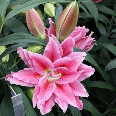 Лилия Роузлили Киара Лилия Роузлили Киара - Dolinasad.by