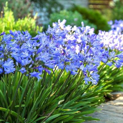 Агапантус Блю Гигант - Dolinasad.by