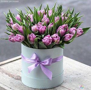 Букет из 39 фиолетовых тюльпанов в упаковке - Dolinasad.by