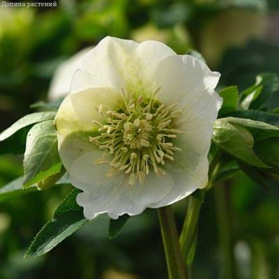 Морозник Претти Эллен Вайт Морозник Претти Эллен Вайт - Dolinasad.by