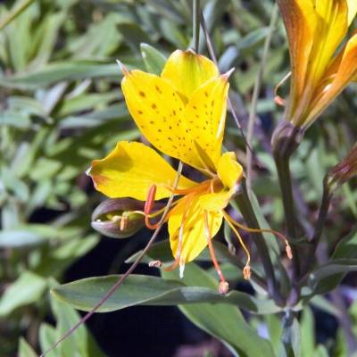 Альстромерия Глори оф зе Андес - Dolinasad.by