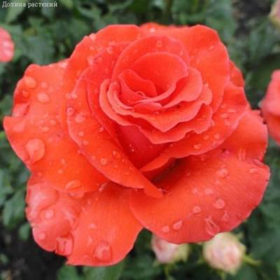 Роза Корветте в горшке - Dolinasad.by