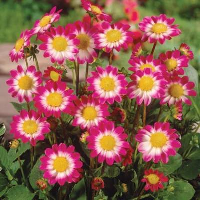 Георгина Свитхарт - Dolinasad.by