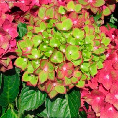 Гортензия крупнолистная Ребелион Ред Лав - Dolinasad.by