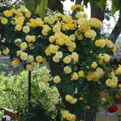 Роза Казино в горшке - Dolinasad.by