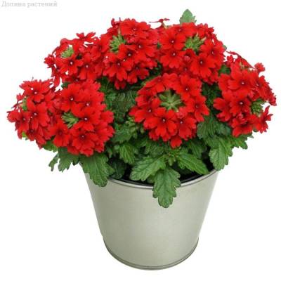 Вербена Дримс Ред - Dolinasad.by