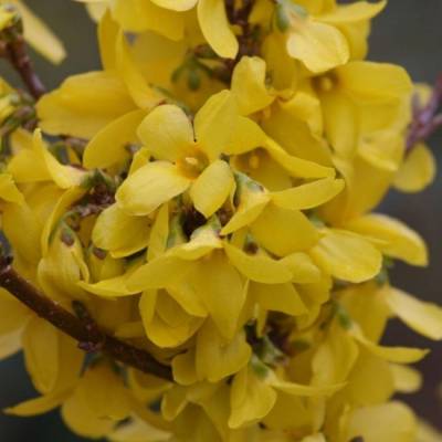 Форзиция промежуточная Курталин, С5 - Dolinasad.by