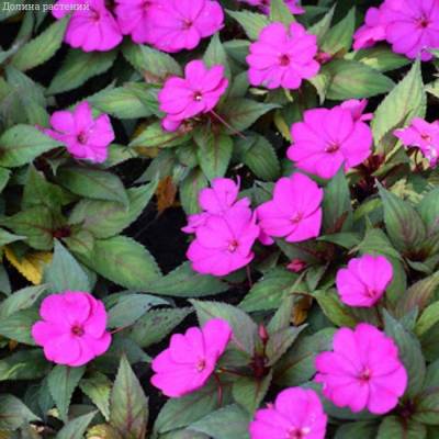 Бальзамин новогвинейский Санпатиес Дарк Лилак - Dolinasad.by