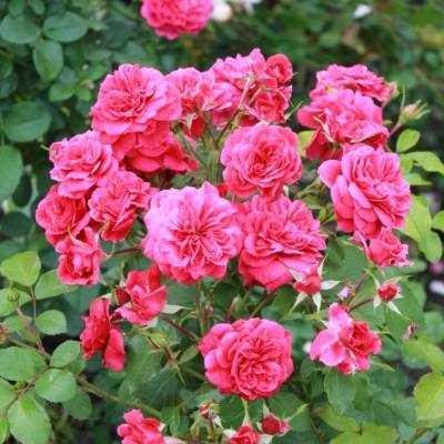 Роза Сангрия - Dolinasad.by