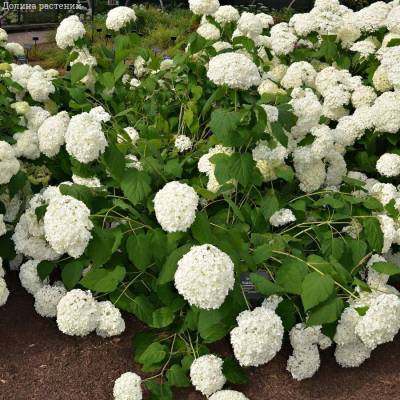 Гортензия древовидная Баунти, С2 - Dolinasad.by