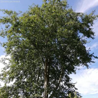 Ольха серая, С3 - Dolinasad.by