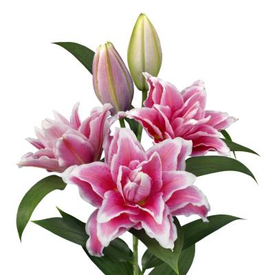 Лилия Роузлили Бьянка - Dolinasad.by