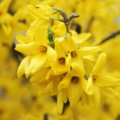 Форзиция промежуточная Гольдцаубер, С3 - Dolinasad.by