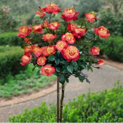 Роза штамбовая Ориент Экспресс - Dolinasad.by