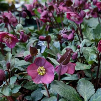 Морозник Ред Гибридс Морозник Ред Гибридс - Dolinasad.by