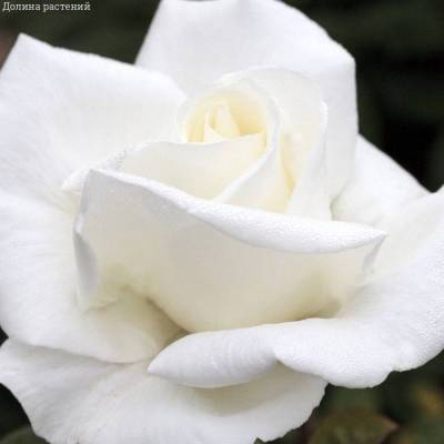 Роза Метрополитен - Dolinasad.by