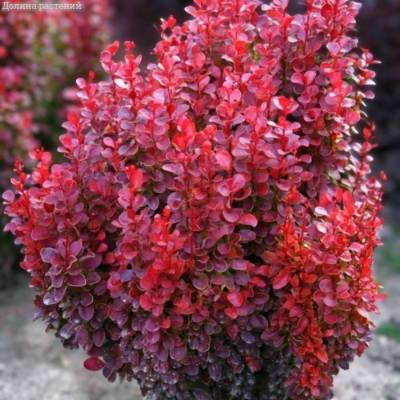 Барбарис Тунберга Ред Дж, С2 - Dolinasad.by