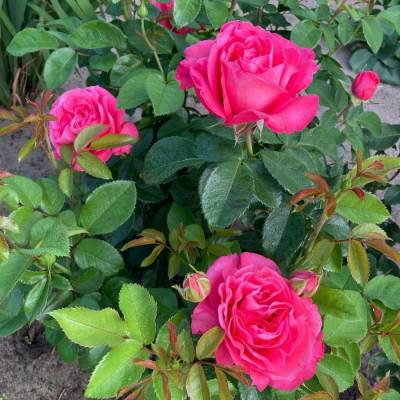 Роза Черри О в горшке - Dolinasad.by