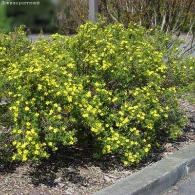 Лапчатка кустарниковая Клондайк, С3 - Dolinasad.by