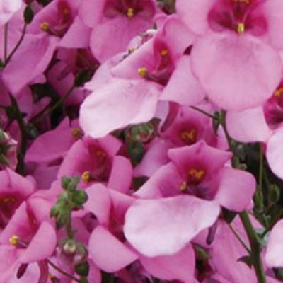 Диасция Дивара Пинск - Dolinasad.by