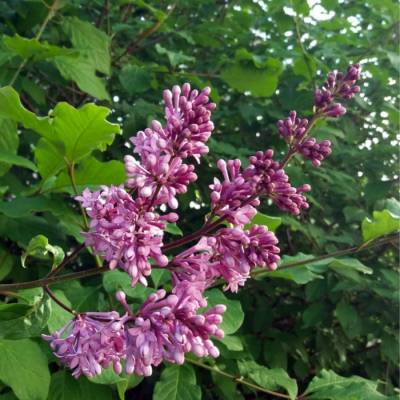 Сирень венгерская, С3 - Dolinasad.by