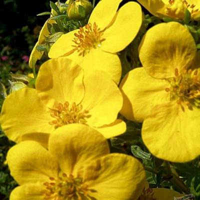 Лапчатка кустарниковая Хакманс Гигант, С1,5 - Dolinasad.by