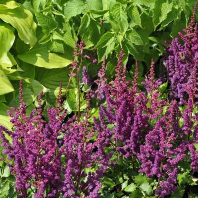 Астильба китайская Пурпуркерце - Dolinasad.by