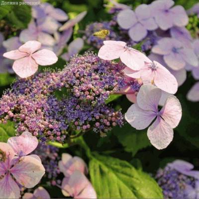 Гортензия пильчатая Мэджик Пиллоу, С3 - Dolinasad.by