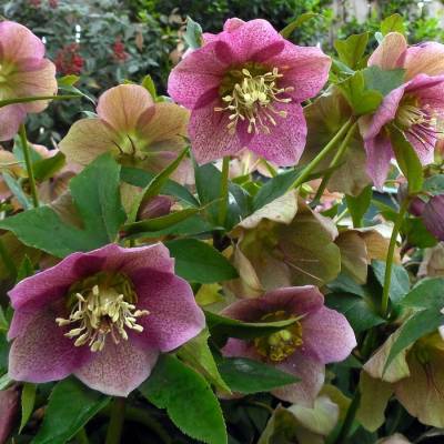 Морозник Монтсегур Морозник Монтсегур - Dolinasad.by