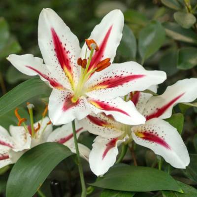 Лилия Биг Смайл Лилия Биг Смайл - Dolinasad.by