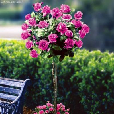 Роза штамбовая Биг Пурпул - Dolinasad.by