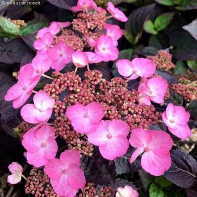 Гортензия пильчатая Дардевил, С3 - Dolinasad.by