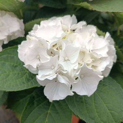 Гортензия крупнолистная Вуде - Dolinasad.by