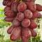 Виноград Кримссон - Dolinasad.by