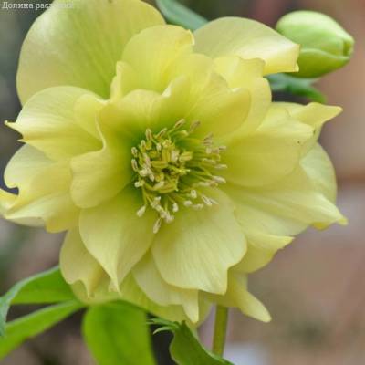 Морозник Дубль Еллоу - Dolinasad.by