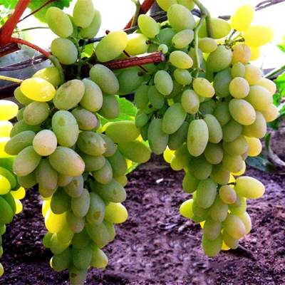 Виноград Тимур фото