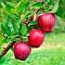 Яблоня Ред Делишс - Dolinasad.by