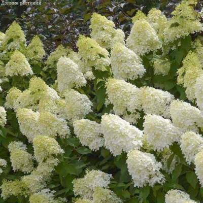 Гортензия метельчатая Мэджикал Андес, С3 - Dolinasad.by