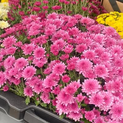 Хризантема мультифлора Пинк - Dolinasad.by