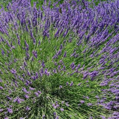 Лаванда, С3 - Dolinasad.by