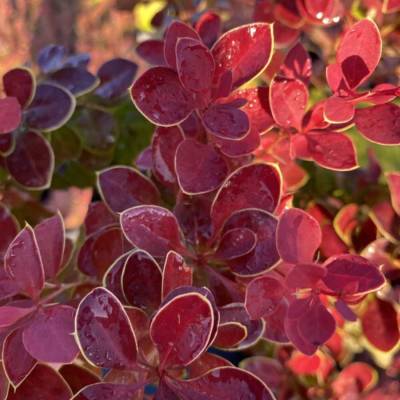 Барбарис Тунберга Чикита, С2 - Dolinasad.by