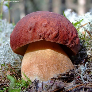 Белый гриб сосновый (на компосте) фото